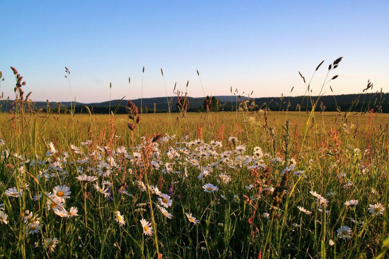 Landhaus Edelweiss Bed&Breakfast - Adults Only Neustadt am Rennsteig Εξωτερικό φωτογραφία